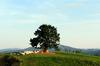 Pašnik nad St. joštom
Fotografija: Ivan Merljak