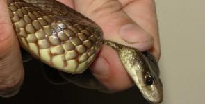 Documentari - Il Taipan: il serpente più velenoso al mondo