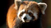 Rdeči panda ni v sorodu s črno-belo pando. Rdeči panda ni v sorodu s črno-belo pando.