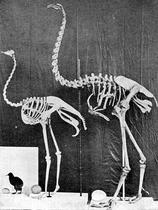 Moa