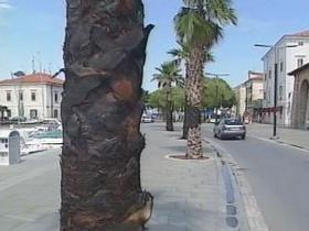 Koper