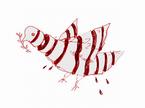 Red Dove