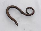 Sneg