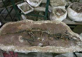 Haplocheirus sollers