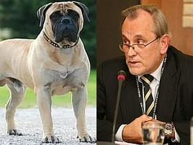 Milan Pogačnik, bulmastif