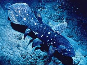 Coelacanth