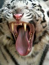 Beli tiger