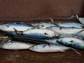Senegal