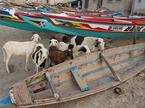 Senegal