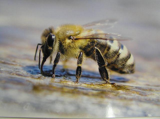 Po vsem svetu v zadnjih letih poročajo o množičnih pomorih in drastičnem upadu čebel. Ali je za to kriva vse bolj razširljena brezžična telefonija? Foto: Čebelarska zveza Slovenije