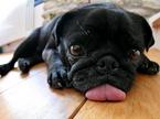 Pug Mowgli