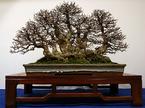 Japonski gaber Iana Stewardsona.
