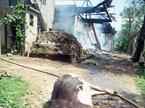 Medvedjek, 27. 6. 1991 - ubita krava in požgana hiša na Medvedjeku med 10-dnevno vojno za Slovenijo