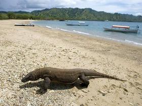 7 naravnih čudes sveta, otok Komodo
