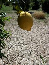 Limona