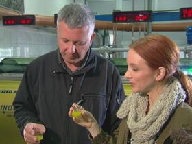 Oddaja Od njive do mize, Aleksander Jevnikar in Mojca Mavec