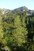 Divjina Dleskovške planote