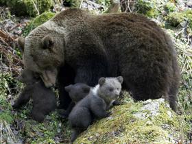 Slovenska medvedka Danica razdvaja Italijane: eni za odstrel, drugi za rešitev