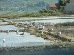 Krajinski park Sečovlje