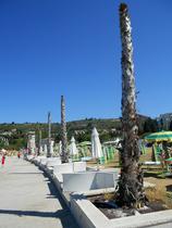 Palme Portorož