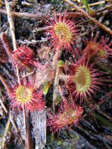 Okroglolistna rosika