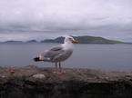 Blasketski otoki (Dingle)