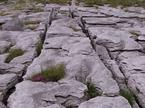 Clinti in griki (Burren)