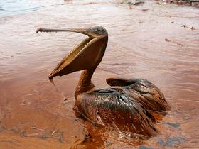 Nova milijardna poravnava zaradi izlitja nafte v Mehiškem zalivu