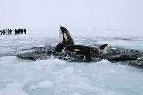 Video: Kiti ujeti pod zamrznjenim Hudsonovim zalivom