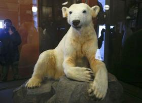 Knut umrl zaradi redke avtoimune bolezni