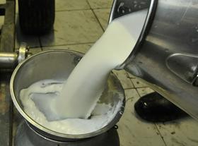 Rakotvorni aflatoksin v srbskem mleku