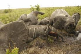 Divji lovci v Čadu pobili 86 slonov