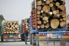 Država hoče oživiti lesno industrijo, prvi korak ustanovitev direktorata za les