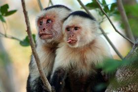 Kostarika odpira kletke in zapira živalske vrtove
