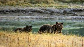 V narodnem parku Yellowstone grizliji ranili štiri ljudi