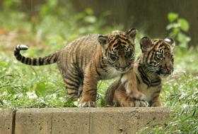 Video: V živo spremljajte prve korake malih tigrov