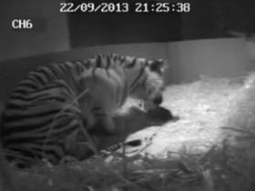 Video: Kamere skrivoma ujele redek, a vesel trenutek - rojstvo tigra