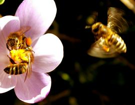 Čebelarski praznik: 9 milijard slovenskih čebel nabira od jutra do mraka