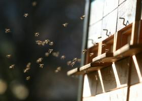 Vse bolj priljubljeno urbano čebelarstvo