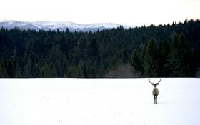 V zavesti čeških jelenov železna zavesa še ni padla