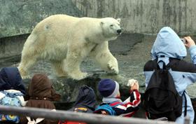 V nemškem ZOO-ju poginil polarni medved, ki je požrl plašč in torbo