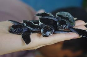 Stotine majhnih želvic na kupu - naravovarstveni projekt in turistična znamenitost