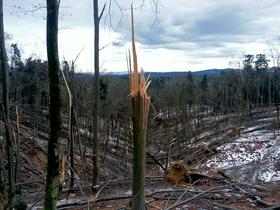 Takšne škode v gozdovih veter in žled nista povzročila v 50 letih