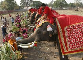 Foto: Vse najboljše ob vašem prazniku, dragi sloni!