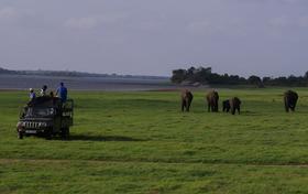 Safari po Šrilanki med sloni, opicami, govedom in pisanimi pticami