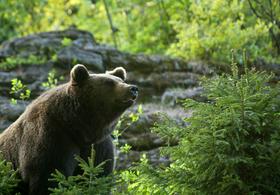 V Franciji poginil medved, ki ga je podarila Slovenija