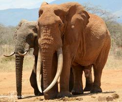 Divji lovci ubili ikoničnega kenijskega slona velikana