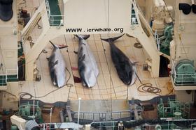 Japonski ribiči kljub sodni prepovedi ubili 30 malih kitov