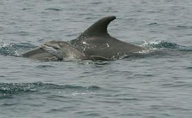 Video: Na Obali opažen mladiček delfina