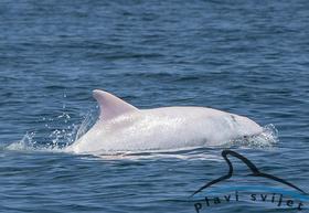 V Jadranskem morju opazili prvega albino delfina